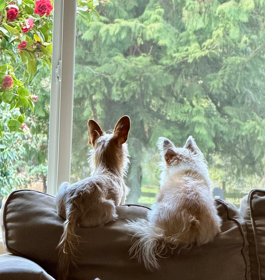 two chihuahua terriers sitting by a window