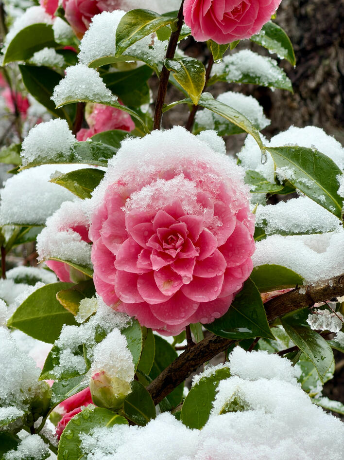 pink flower surrounded by and covered in snow