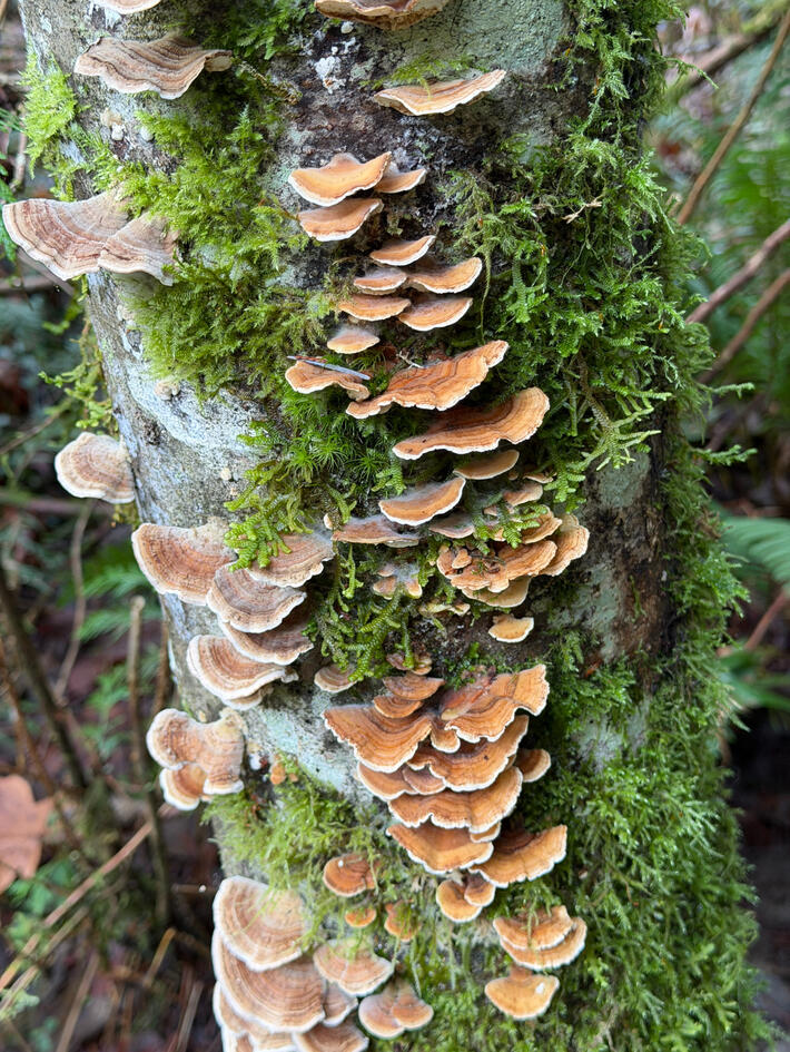 mushroom tree mushrooms on a tree